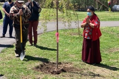 Planting the Cherry trees