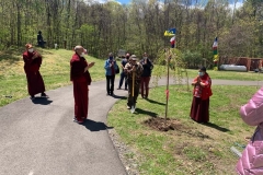 Planting the Cherry trees