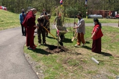 Planting the Cherry trees