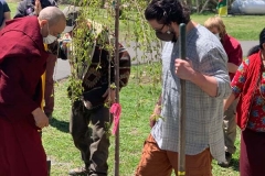 Planting the Cherry trees