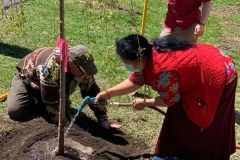 Planting the Cherry trees