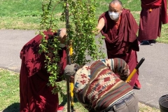 Planting the Cherry trees